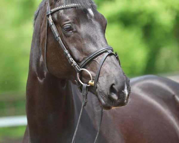 dressage horse Benvenida (Trakehner, 2012, from Amadelio)