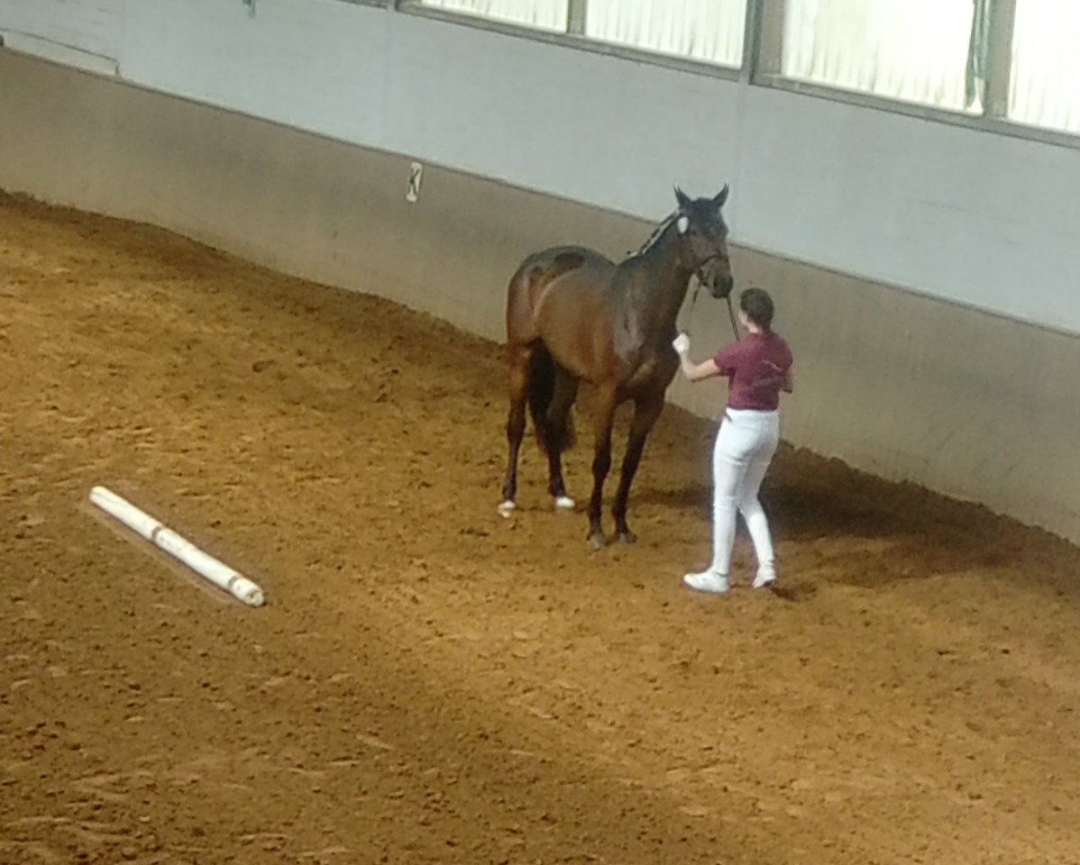 broodmare Flying Melody HL (German Sport Horse, 2014, from E.H. Millennium)