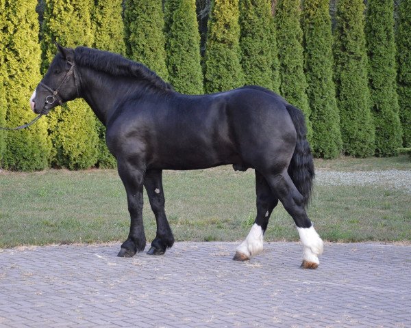 Pferd Hacel (Polnisches Kaltblut,  )