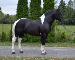 Pferd Lider (Polnisches Warmblut,  )