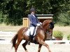 dressage horse Lifetime 14 (Hanoverian, 2007, from Londontime)