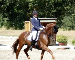 dressage horse Lifetime 14 (Hanoverian, 2007, from Londontime)