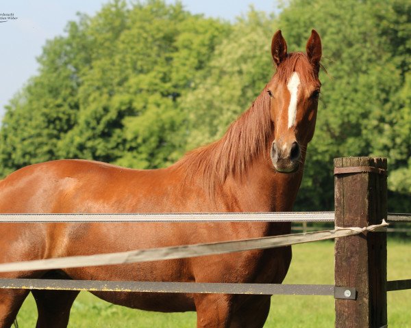 dressage horse Farbenfrohe Edoste (Oldenburg, 2017, from Vitalis)