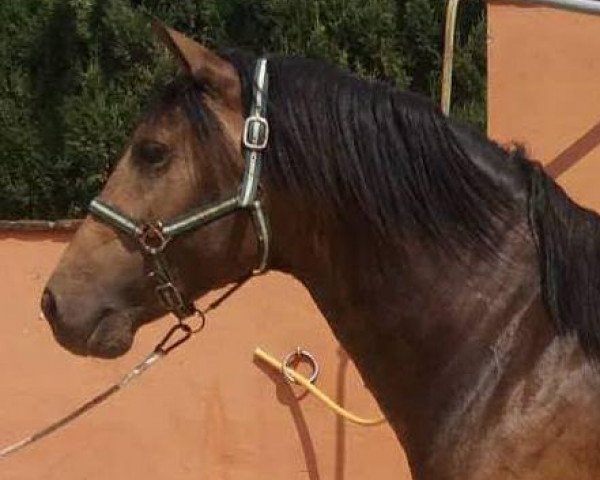 Pferd NAVARRITO (Pura Raza Espanola (PRE),  )