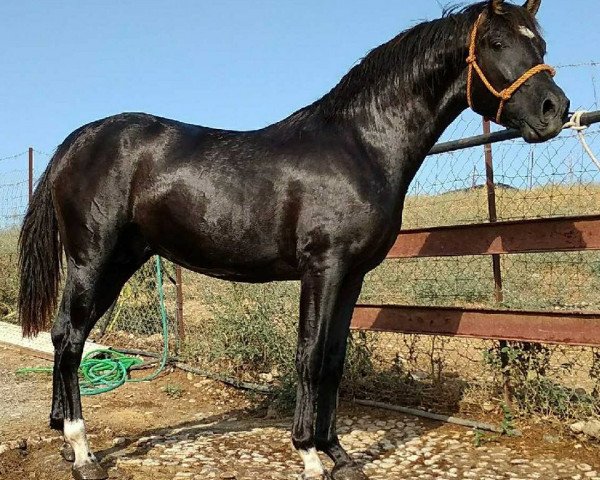 Pferd ESTUPENDO (Pura Raza Espanola (PRE), 2016)