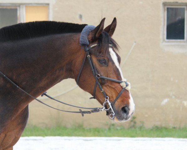 horse Libertas Z (Zangersheide riding horse, 2000, from Limborat)