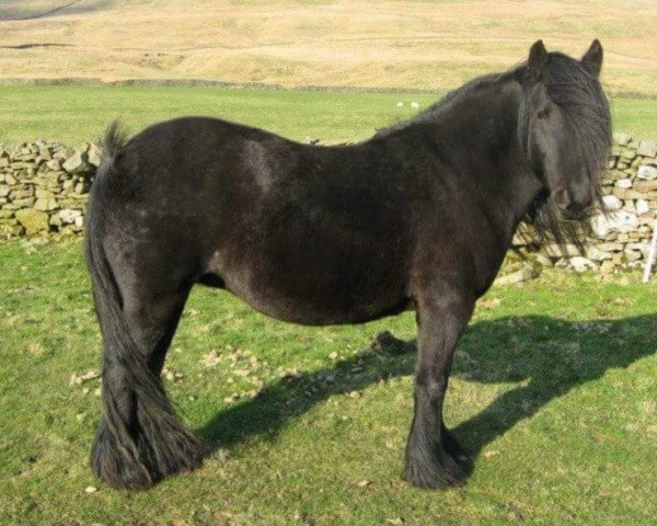 Zuchtstute Banksgate Galway Girl (Fell Pony,  )