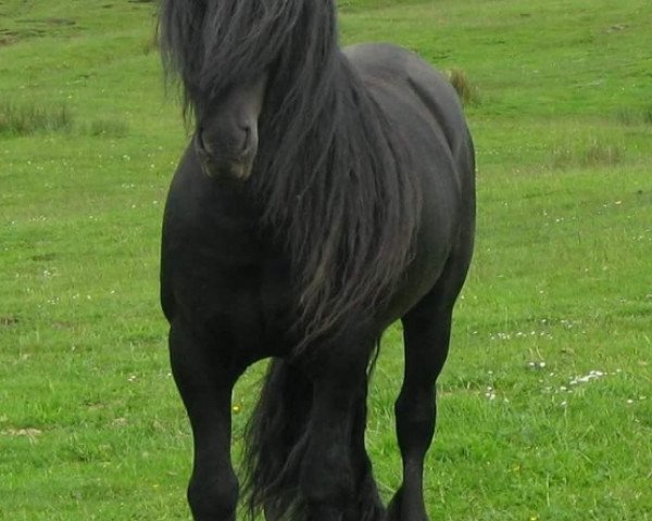 stallion Banksgate Jackdaw (Fell Pony,  )