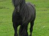 Deckhengst Banksgate Jackdaw (Fell Pony,  )