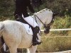 dressage horse Poulton B (Trakehner, 2009, from K2 T)