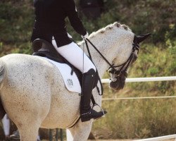 dressage horse Poulton B (Trakehner, 2009, from K2 T)