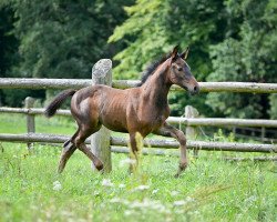 horse Cristal Life (Oldenburger, 2018, from Cristallo I)