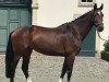 broodmare Catoo's Fidelia (Holsteiner, 2013, from Catoo)