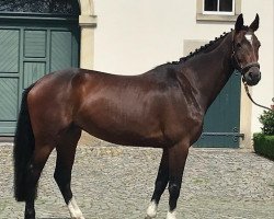 broodmare Catoo's Fidelia (Holsteiner, 2013, from Catoo)