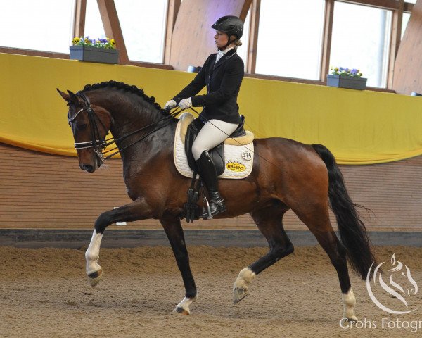 dressage horse Da Maggio J (KWPN (Royal Dutch Sporthorse), 2008, from Unieko)