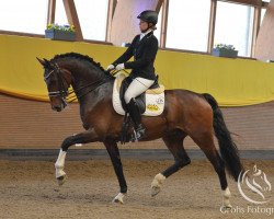 dressage horse Da Maggio J (KWPN (Royal Dutch Sporthorse), 2008, from Unieko)