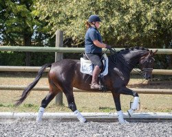 dressage horse Lolita 236 (Bavarian, 2011, from Liandro)