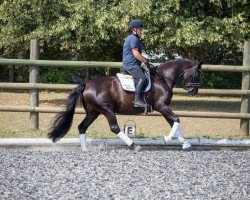 Zuchtstute Sophia LW (Trakehner, 2009, von Insterburg TSF)