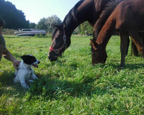 Dressurpferd Quintas 7 (Deutsches Reitpony, 2016, von Quaterback's Junior)