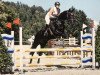 jumper Dark Lady M (Swiss Warmblood, 2005, from Dark Dream)