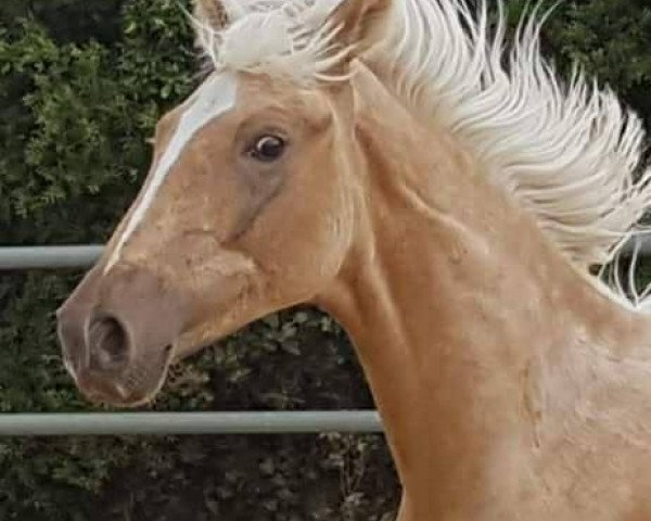 horse LEVANTE DE FINCA BARROCO (Lusitano, 2017)