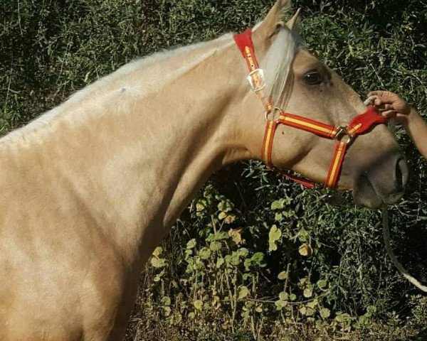 horse MERLIN (Lusitano, 2016)
