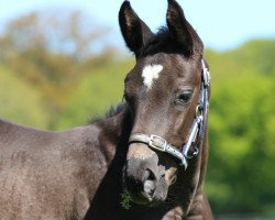 stallion Huracàn (Trakehner, 2019, from Helium)