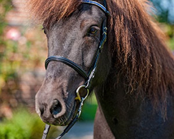 horse Aaron von Uphoven (Iceland Horse,  , from Sokrates von Gretesch)