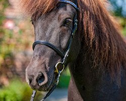 Pferd Aaron von Uphoven (Islandpferd,  , von Sokrates von Gretesch)