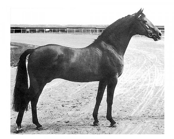 Pferd Ladykiller xx (Englisches Vollblut, 1961, von Sailing Light xx)