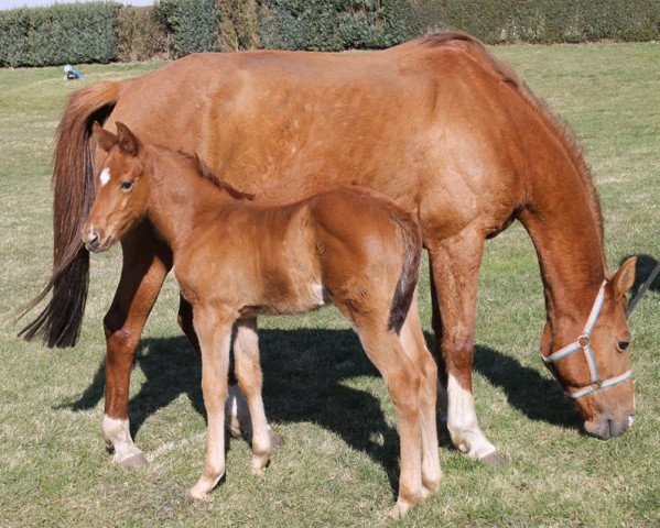 horse Laloco de luxe (Oldenburg show jumper, 2015, from Lapaz L)