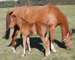 Pferd Laloco de luxe (Oldenburger Springpferd, 2015, von Lapaz L)