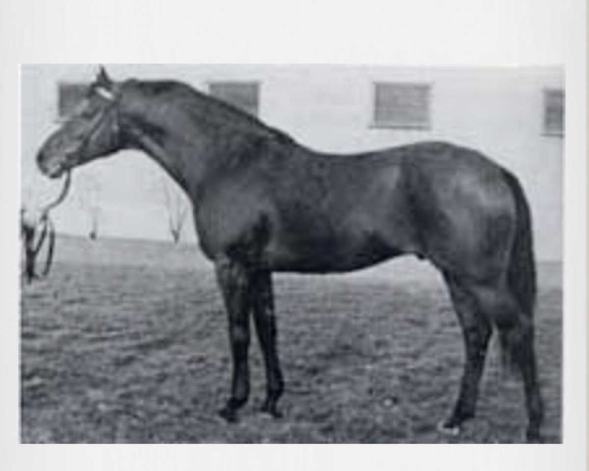Deckhengst Ladykiller xx (Englisches Vollblut, 1961, von Sailing Light xx)