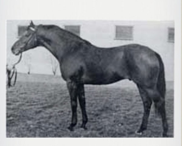 stallion Ladykiller xx (Thoroughbred, 1961, from Sailing Light xx)