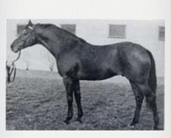 stallion Ladykiller xx (Thoroughbred, 1961, from Sailing Light xx)