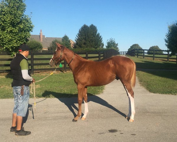 Pferd Take Charge Curlin xx (Englisches Vollblut, 2017, von Curlin xx)