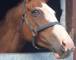 broodmare Purdy xx (Thoroughbred, 2010, from I Was Framed xx)