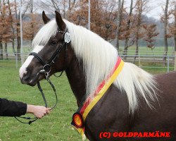 broodmare Janka Rabea S (Black Forest Horse, 2016, from Roter Milan)