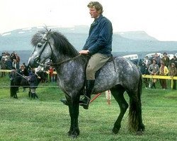 stallion Hæringur frá Fjósum (Iceland Horse, 1966, from Geisli frá Eiríksstöðum)