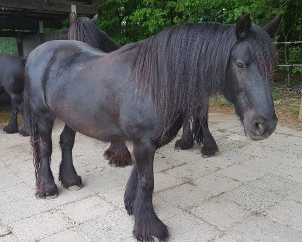 Zuchtstute Murthwaite Pam (Fell Pony, 1993, von Heltondale Black Prince III)