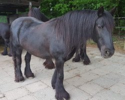 broodmare Murthwaite Pam (Fell Pony, 1993, from Heltondale Black Prince III)