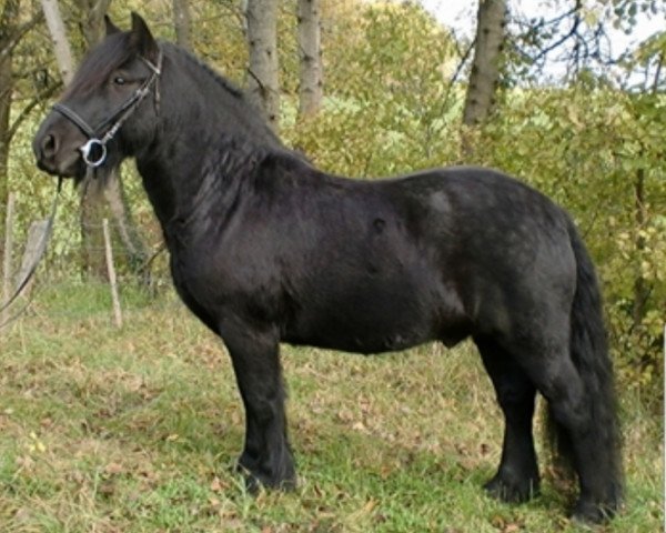 horse Merryland Shadow (Fell Pony, 2008, from Townend Donny II)