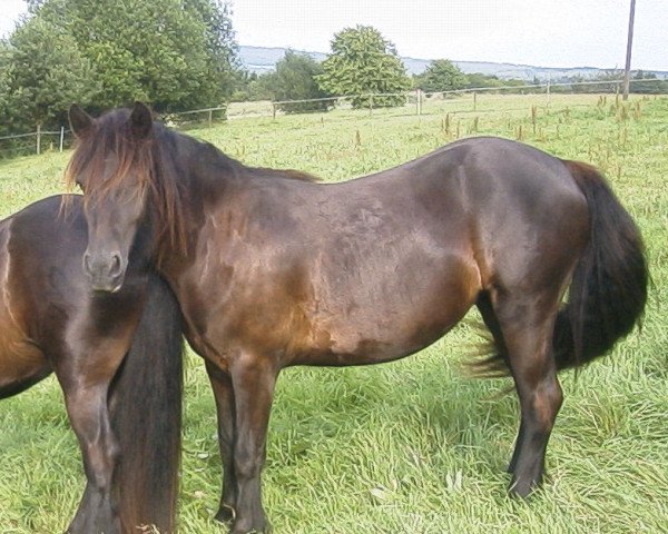 Pferd Lucky Princess (Fell Pony, 2002, von Waverhead Gary)