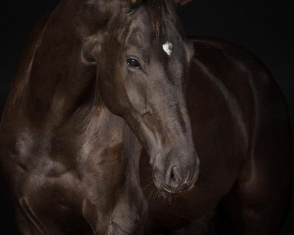 dressage horse San Diego 175 (Westphalian, 2012, from Spirit 370)