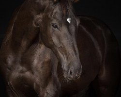 dressage horse San Diego 175 (Westphalian, 2012, from Spirit 370)