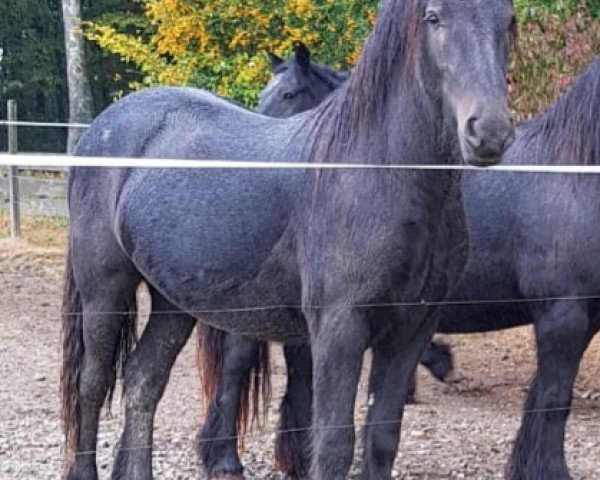 Pferd Merryland Loki (Fell Pony, 2016, von Banksgate Christy)