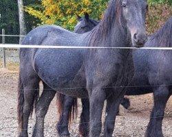 Pferd Merryland Loki (Fell Pony, 2016, von Banksgate Christy)