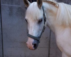 dressage horse Super Girl (unknown, 2001)