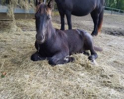 Pferd Merryland Luzifer (Fell Pony, 2018, von Banksgate Christy)