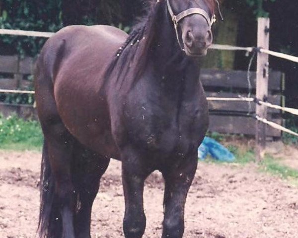 stallion Waverhead Gary (Fell Pony, 1997, from Lownthwaite Gary)